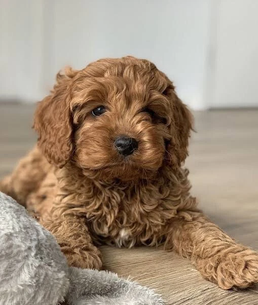 spoodle puppies for sale gumtree