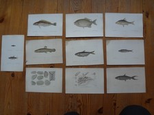 Lot Gravure POISSON - Fish engraving - Fischgravur - XIX - lot 6