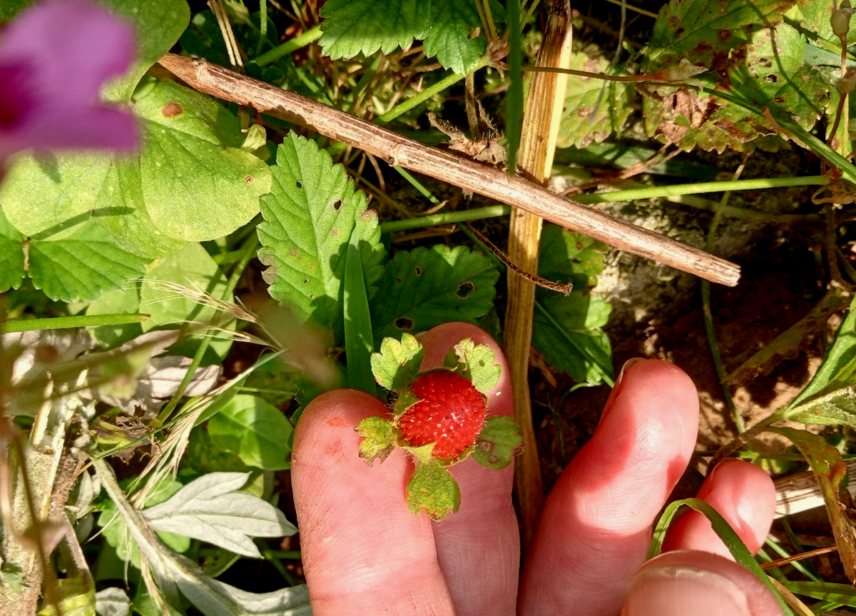 Wild Strawberry/Indian Strawberry ( Duchesnea indica) Ground Cover