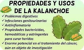 kalanchoe Hojas