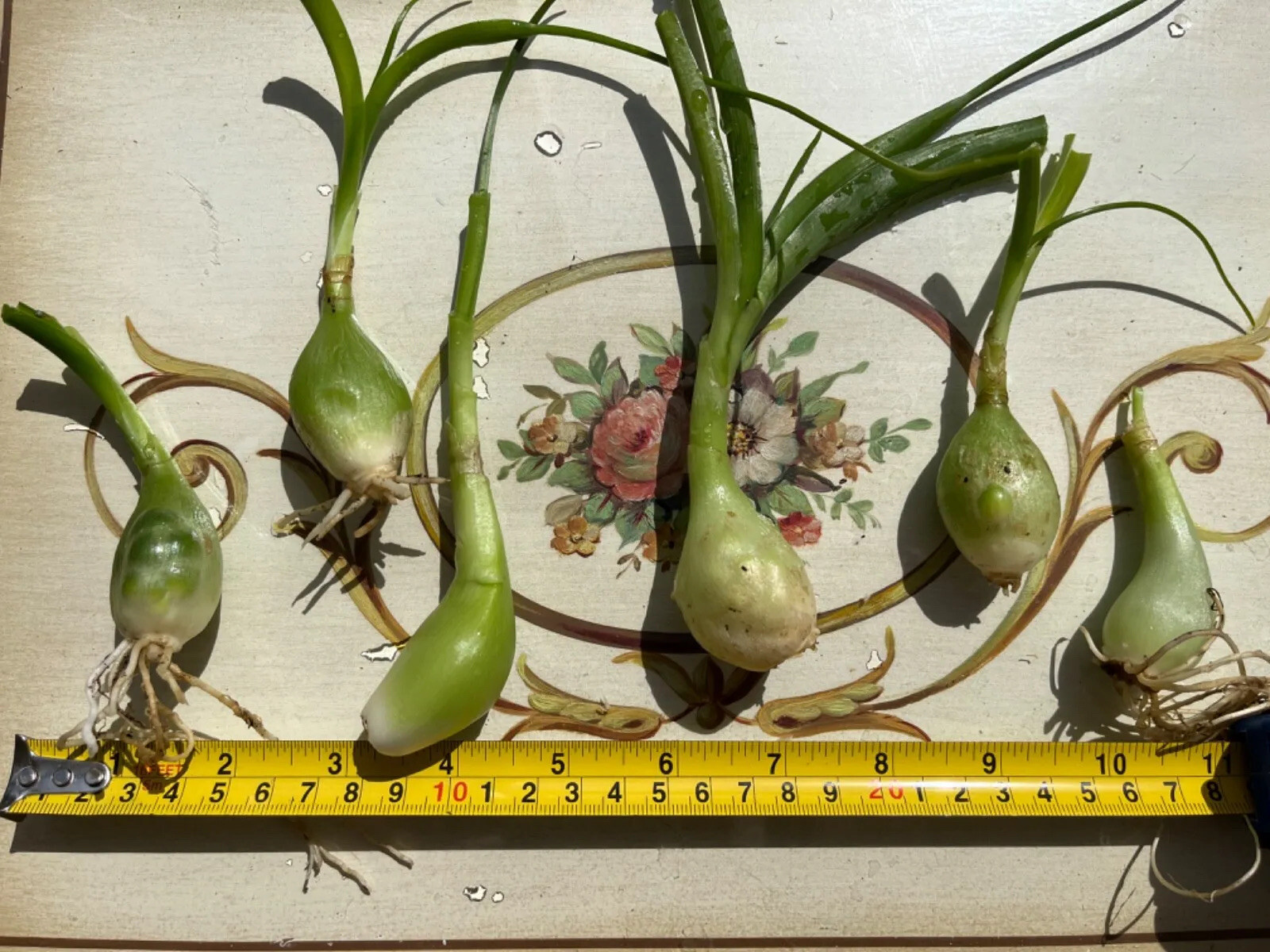 1 medium pregnant onion plant rooted with babies exotic long living eBay