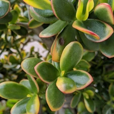 Succulent crassula ovata sunset Jade bonsai 1 cutting 2"-4" tall 