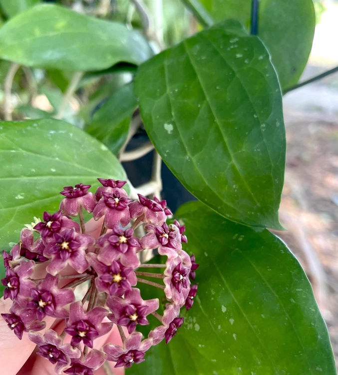 AU STOCK RARE HOYA " PURPUREO-FUSCA " -PLANTS ROOTED SUCCULENT 18-35
Opens in a new window or tab