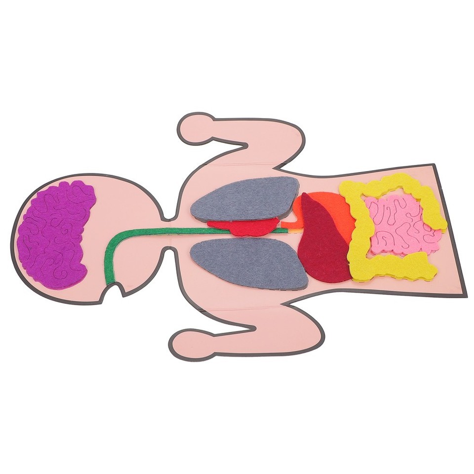 Human Organs Model Cognitive Toy DIY Assembly Teaching Aid Assorted ...