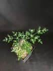 Adenia Perrerii Succulent- Very Rare — photo 3