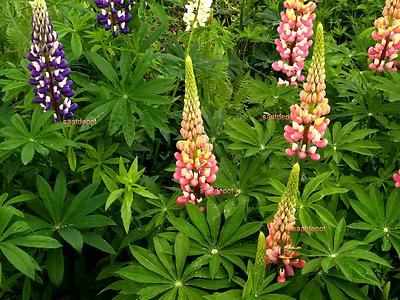 Lupinen "Farbenfrohe Mischung" Lupine Lupinus Winterharte Staude - Samen  Saatgut | eBay.de