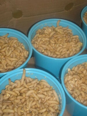 Wax Worms / Bee Moths Waxie Wholesale Waxworms Bait & Reptile Food FREE SHIPPING