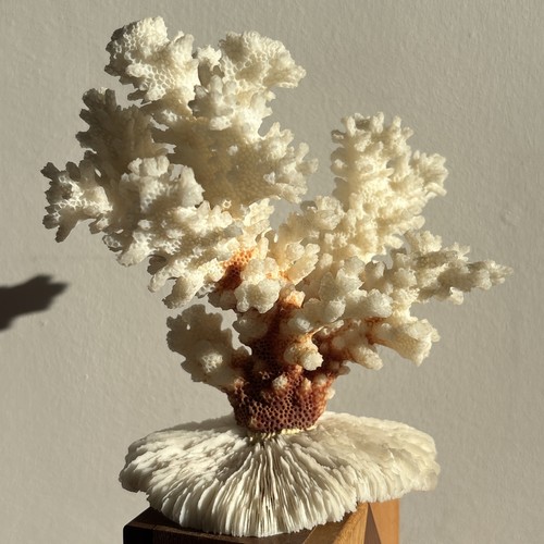 Weiße Koralle & Pilzkoralle getrocknet wunderschön ca. 12 cm hoch