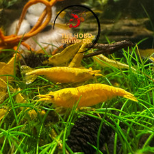 10 2 Yellow Golden Back Shrimp Freshwater Neocaridina Live Guarentee