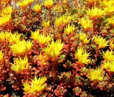 SEDUM OREGON STONECROP Sedum Hybridum - 500 Bulk Seeds