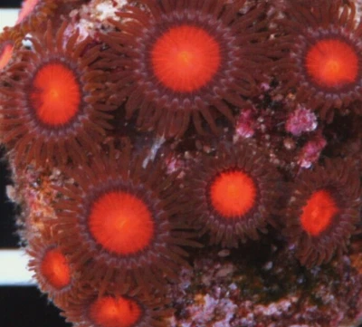 Hawaiian Sunset Zoa Zoanthid Soft Coral Frag Reef (3+ heads) not LPS SPS Hammer