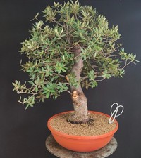 PRE BONSAI ESEMPLARE DI LECCIO