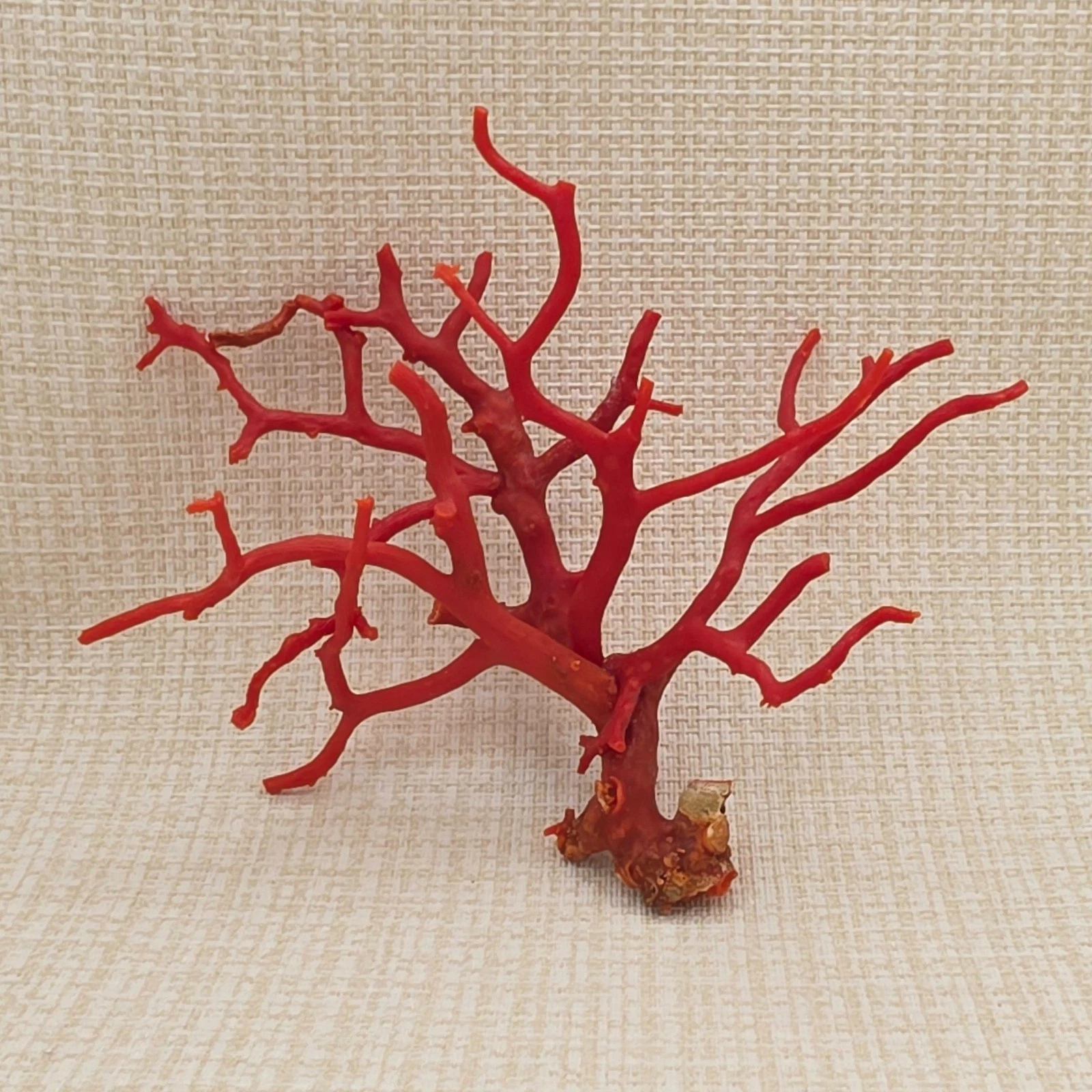 Natural Mediterranean Red Coral Branch Composition