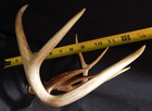 Deer Antler Rack Scull Cap 8 Point Lot H — photo 8