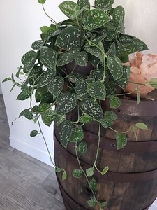 Harlequin Pothos | eBay