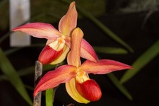 Phragmipedium QF Pupule  (Eric Young x Twilight)