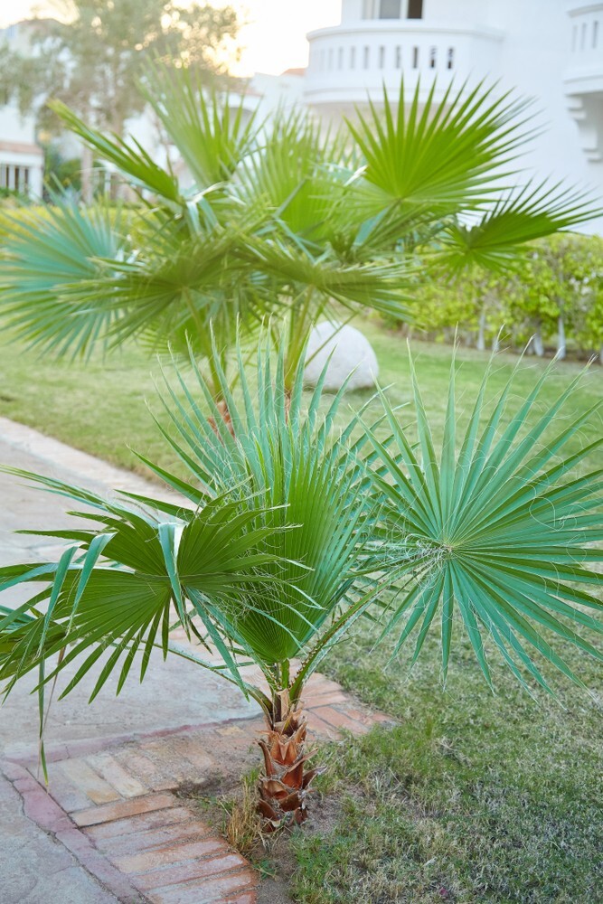Washingtonia filifera (Desert Fan Palm) - 10 seeds