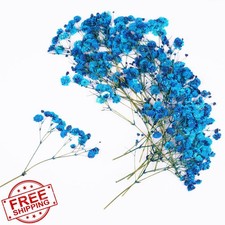 Xinxinran 50pc Dried Pressed Baby's Breath Flowers, Blue for Crafts