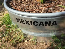 1 DRAGON FRUIT CUTTING - Mexicana – Hylocereus undatus