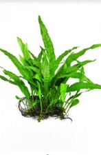 Live Java Fern for Aquarium Aquascape Medium 3-4"