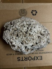Huge Coral Fossilized Stone