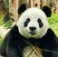 pandabamboo2012