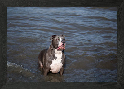 American Bully Hund steht im Wasser Gerahmtes Wandbild Poster Leinwanddruck Bild