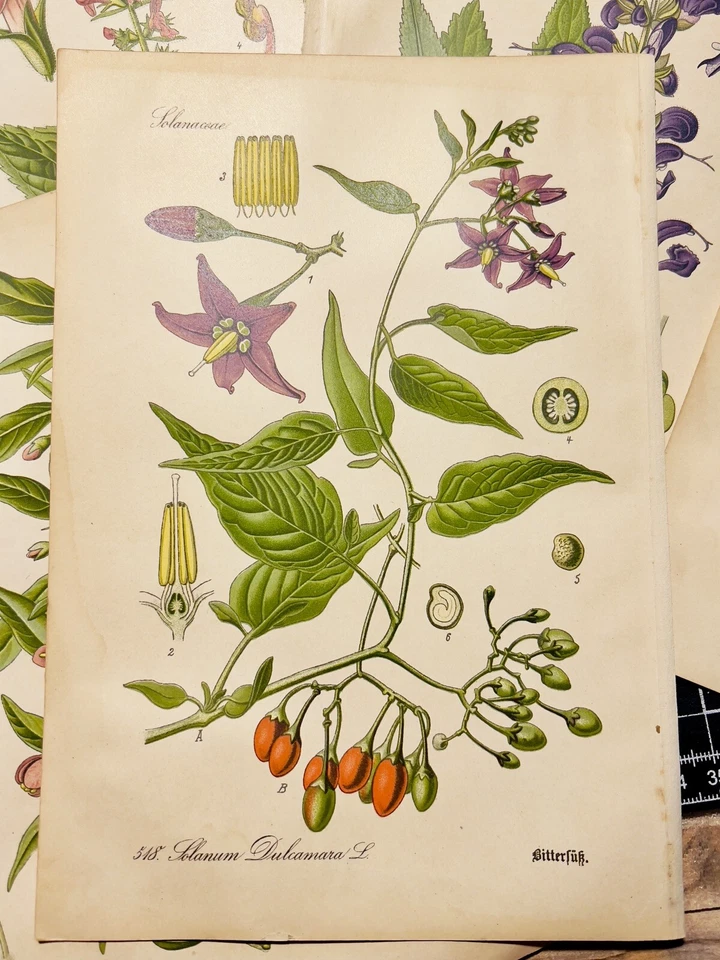 Juego de 3 Ilustraciones Botánicas Antiguas 1886 Cromolitografías Vintage Foto 4 de 4