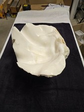 Giant Natural Clam Shell 18