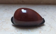 F cypraea exusta dark F++++ F+++ 79 mm very rare red sea shell  natural glossy