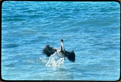 Vintage Kodak Ektachrome 35mm Slide Pelican Taking Flight Over Water