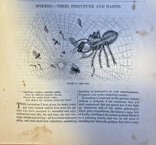 1860 Bugs Spider illustrated