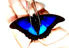 prepona diaziana male from another locality,vibrant colors,see photo for quality