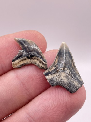 #ad #ad Unique Quality Set of Glossy Bull and Tiger Shark Tooth Fossils $7.98