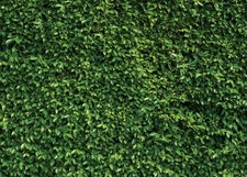 7X5ft Green Leaves Backdrop Greenery Backdrop Natural Green Lawn Party Photog...