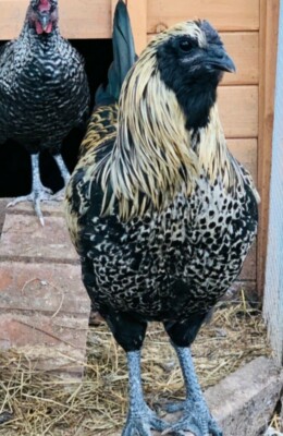 Dozen Fresh & Fertile Chicken Hatching Eggs - Surprise Mix  