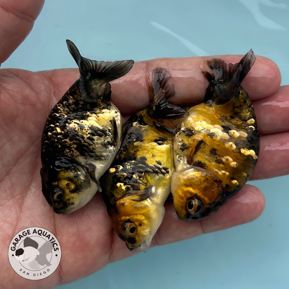 Live Premium Fancy Goldfish Thai Ranchu Yellow Tiger 2” Body (Our ...