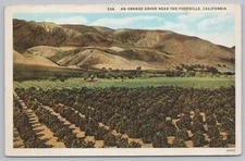 State View~California~Orange Grove near Foothills~Vintage Postcard