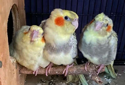 cockatiel pair for sale