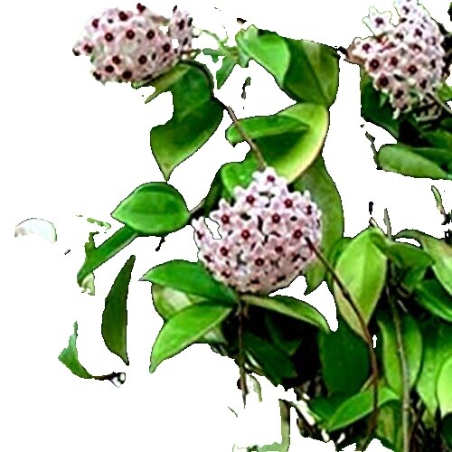 Hoya Glabra borneo 17 Inches Plant, Spash Leaves, Houseplant, RARE