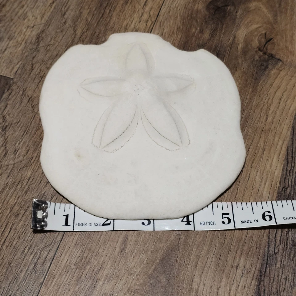 Fossilized Sand Dollar Genuine Sea Urchin Fossil Puffy Sea Biscuit Sanddollar 6" - Image 3 of 4
