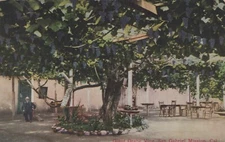 Giant Grape Vine San Gabriel Mission Ramon's Home California Postcard