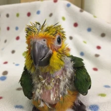 THE OTHER HALF "I Believe in Dirty Music"  CD "NEW"