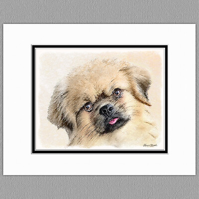 Tibetan Spaniel Dog Original Art Print 8x10 Matted to 11x14
