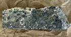 Turritella Agate Fossil Slab Elimia Tender Eocene Period Joe Coke Collection — photo 3