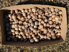Lot of 75 NORTHERN RED OAK ACORNS most without CAPS for Seeds or Crafts Fresh 20