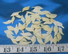 ~ Gar Scales ~ Med/Lg Mix ~ 50 ~ Ivory/Cream ~ Shellcraft ~ Sailors Valentines ~