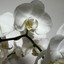 white.orchid
