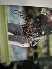 LPGA Michelle Wie, Christina Kim, Brittany Lincicome Autographed 8x10’s W/ COA — photo 10
