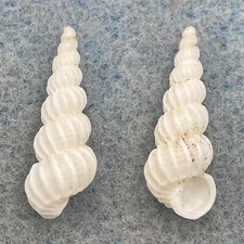 Boreoscala zelebori 20.8mm F+ In Sand, Low Tide, Orewa Bay, New Zealand